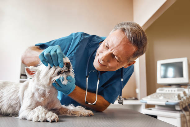  Industry, PA Emergency Dentist Pros